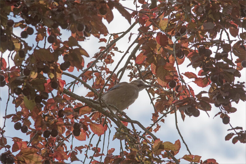 Oiseau geai prune 1 070819