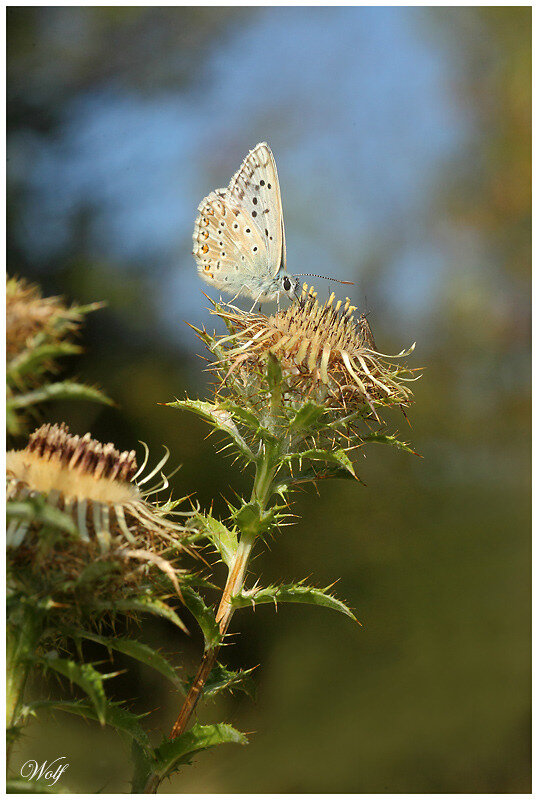 azure-plantain-18-02