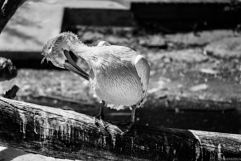 zoo de maubeuge 6