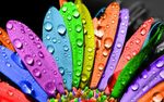 rainbow_colors_wet_flower-wide-wallpaper-620x387