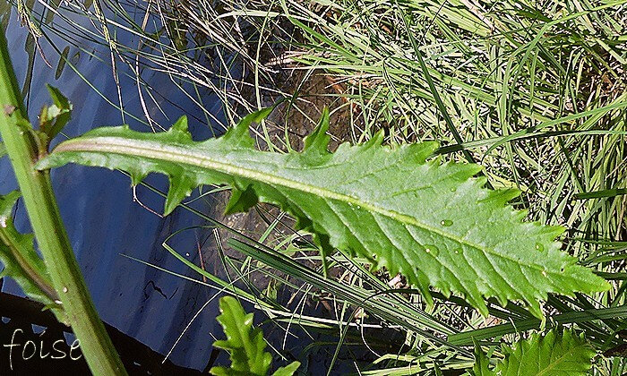 feuilles caulinaires alternes sessiles semi-embrassantes sans oreillettes