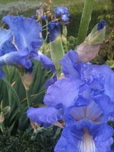 Irise bleu