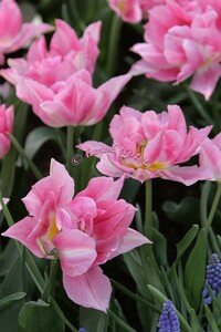 IMG_2423copie2