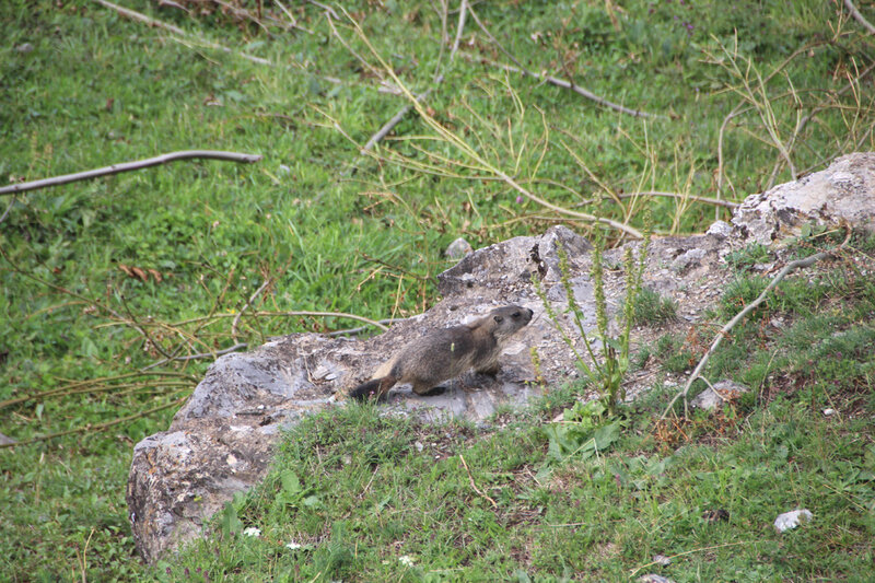 prapic_marmotte