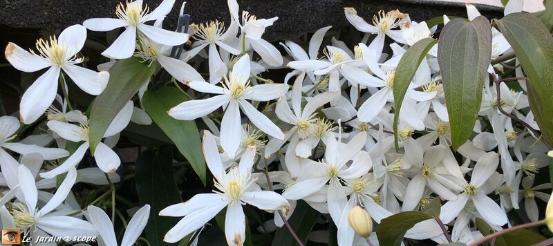 Clem-Armandii copie