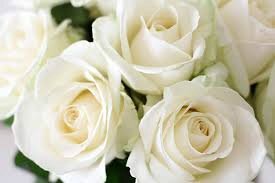 roses blanches