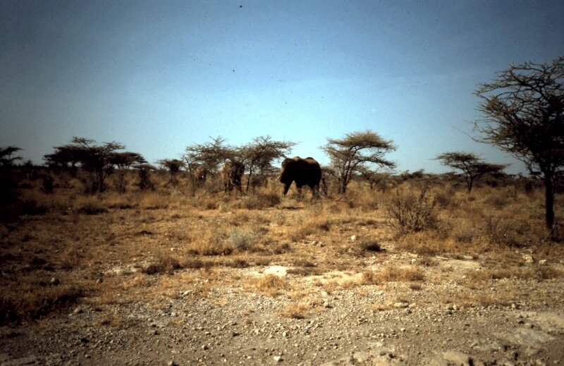 tsavo elephant g