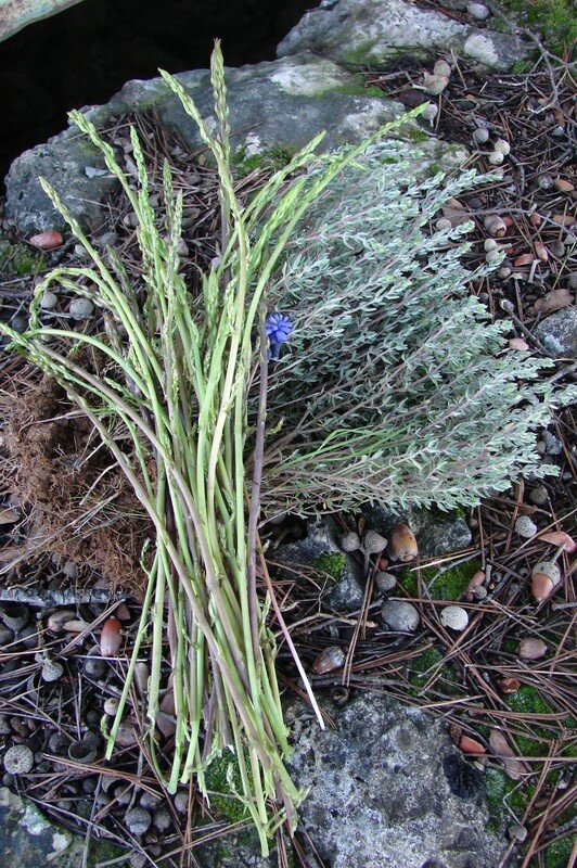 Bouquet_d__Asperges_sauvages