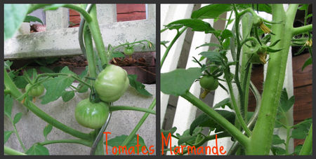 tomates06072010