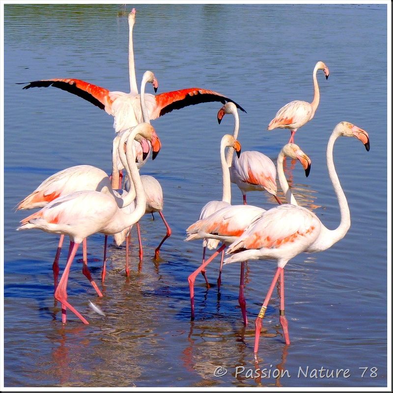 Le flamant rose de Camargue