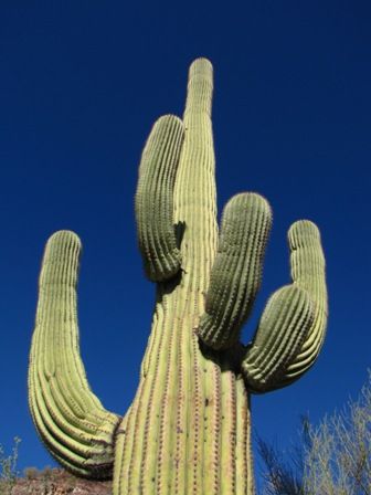Saguaro_018_bis