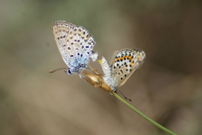 polyommatus icarus (10)