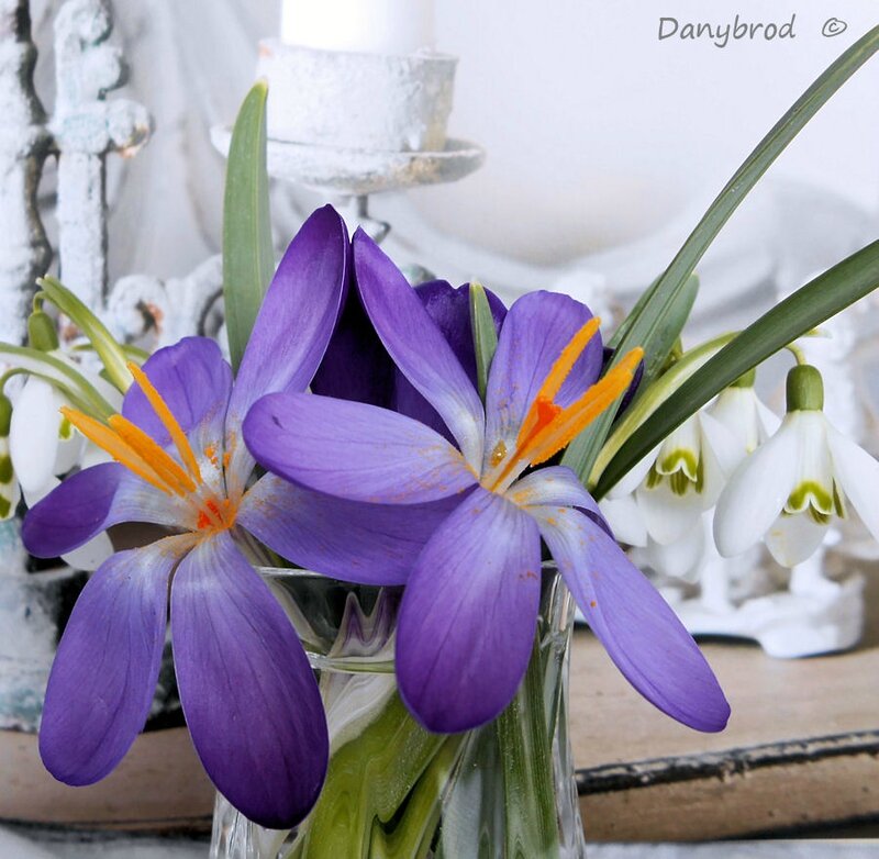 crocus
