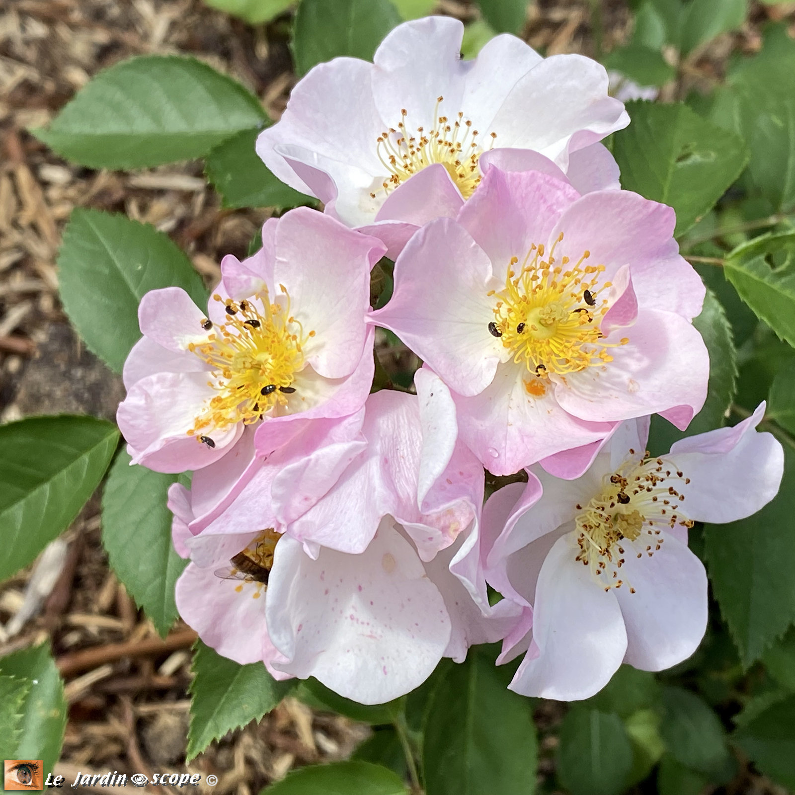 Rosa 'Jeanne de Chédigny®'