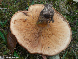 Paxille_enroule_2