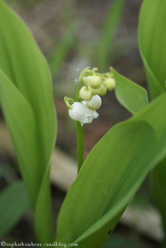 muguet