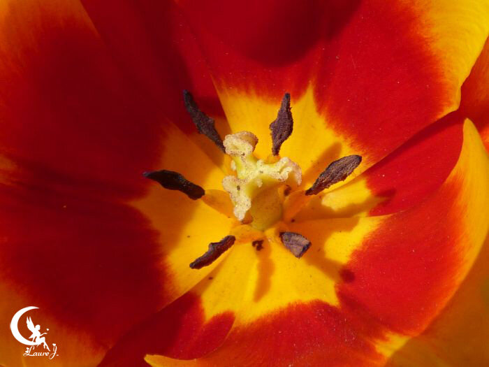 tulipes 9