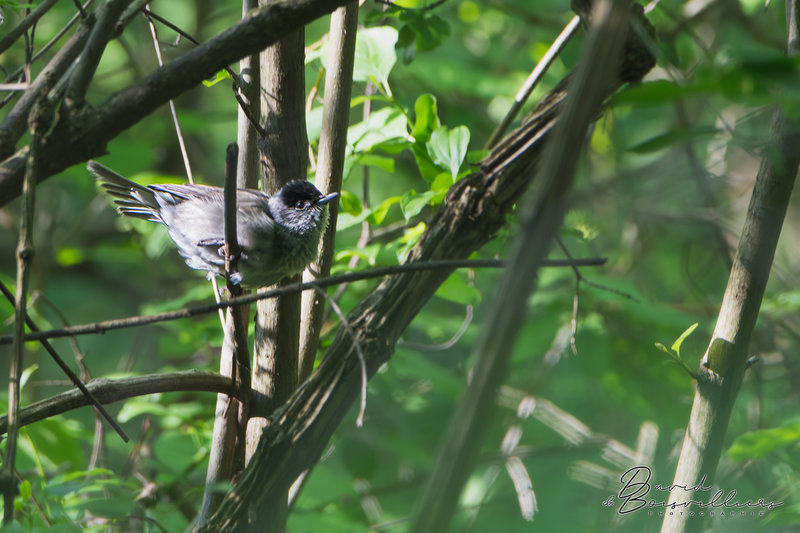 Fauvette à tête noire (Sylvia atricapilla) mâle