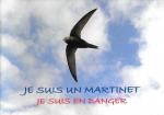 Je suis un martinet (002)