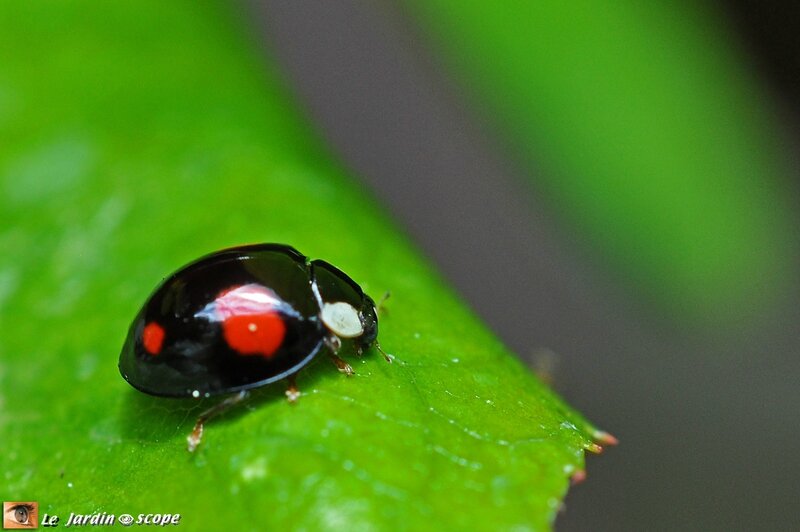 Harmonia axyridis
