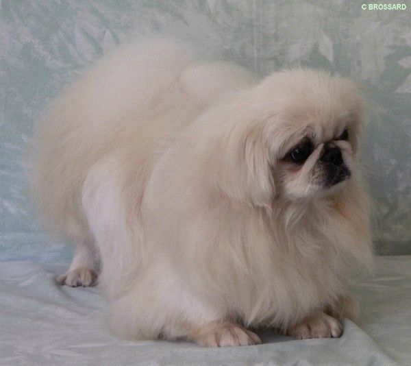 EPAGNEUL_PEKINOIS032