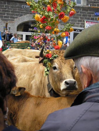 aubrac62