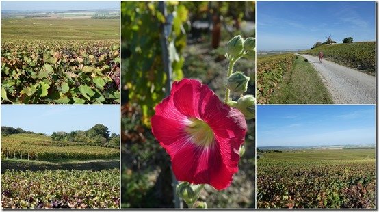 vignes octobre 20236