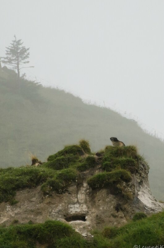 Marmotte des alpes - marmota marmota (2)