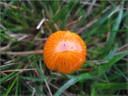 champignon_orange