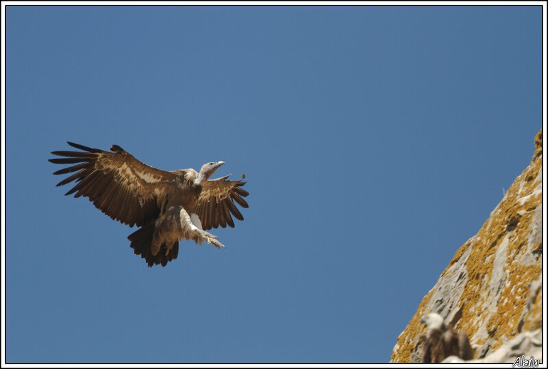 Vautour fauve