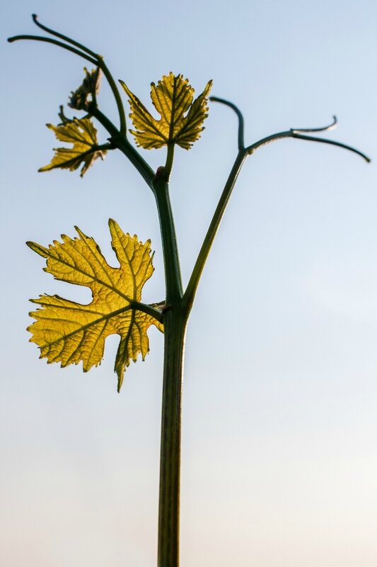 2017-06-21 Colombé-le-Sec-22