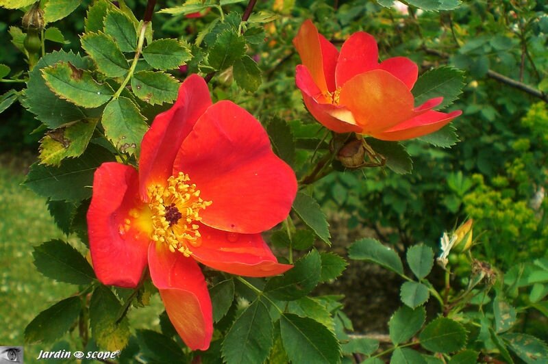 Rosier Single Cherry