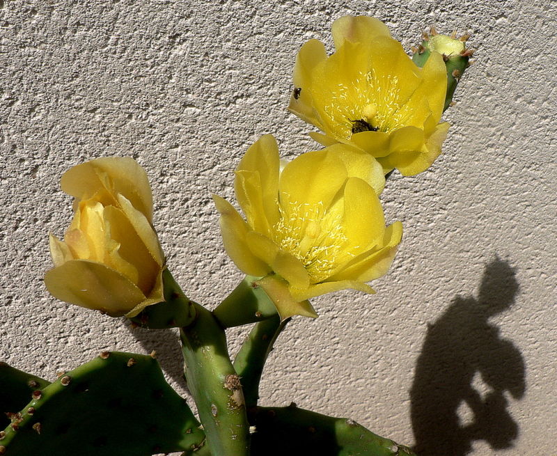 cactus raquette