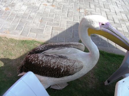 DSCN6038_Great_white_pelican