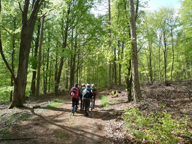 dans le bois de Saint Maurice