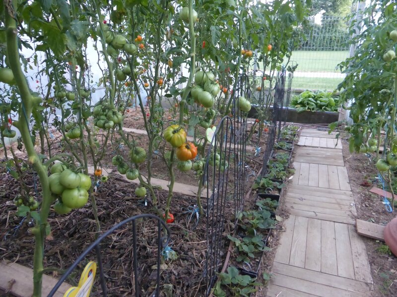 16-serre-tomates (2)