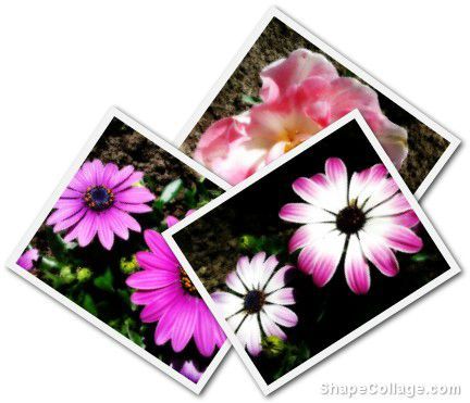 collage fleur