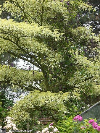 Cornus controversa Variegata