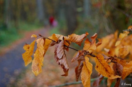 sortie_focus_pevele_couluers_automne_novembre_2010_096f