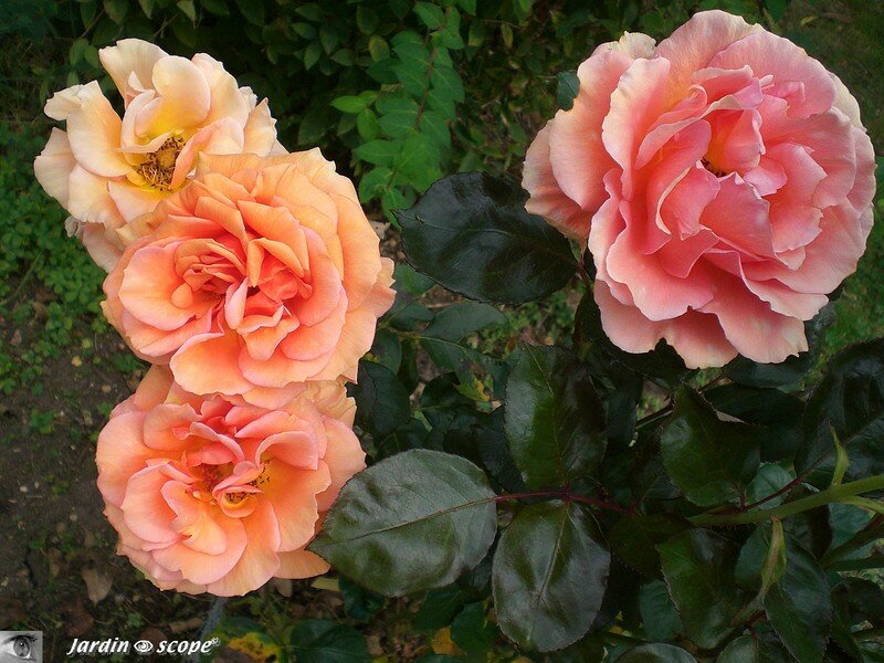 Rose 'Bora-Bora'