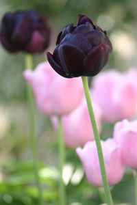 tulipe3