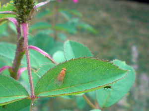 Drosophila_melanogaster_2