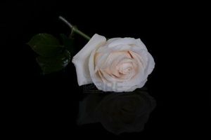 4172608-simple-rose-blanche-sur-fond-noir