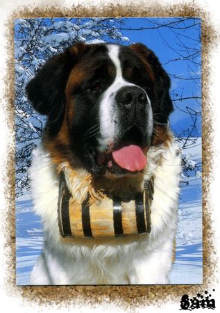 St_Bernard