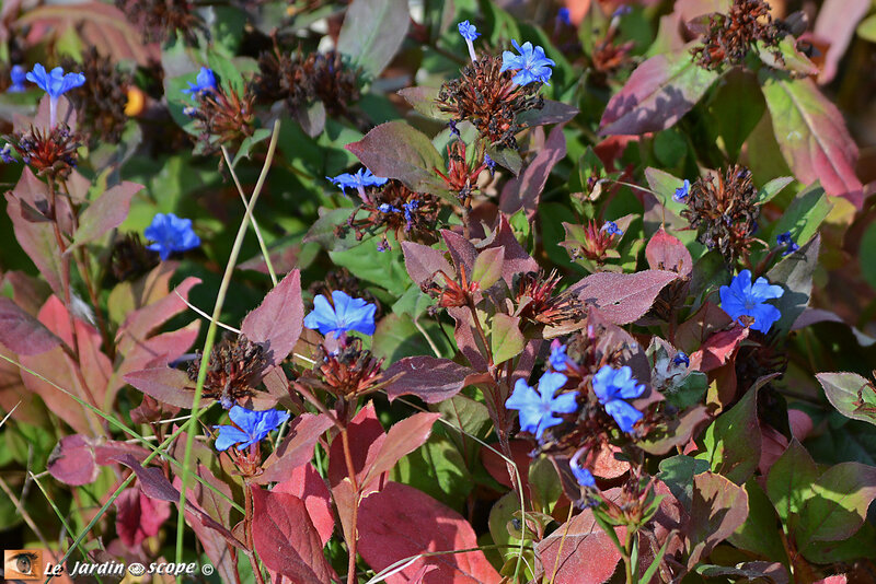 Ceratostigma-4