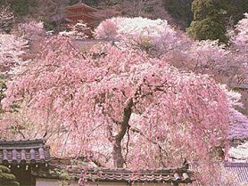 Cerisier_japonais