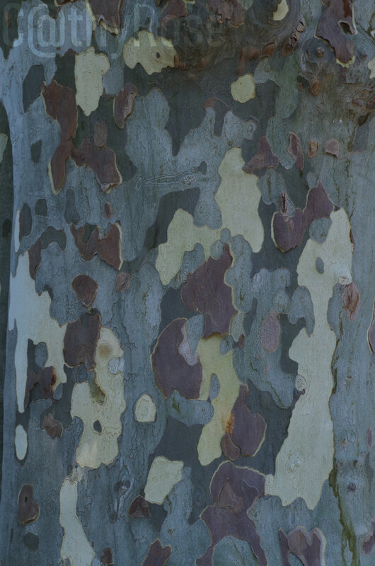 5-février bois (2)