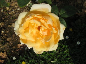 rose_jaune_et_p_querettes