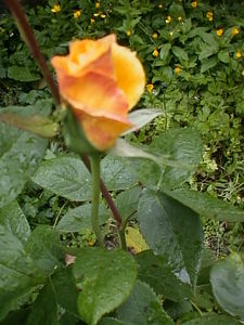 rose_jaune2