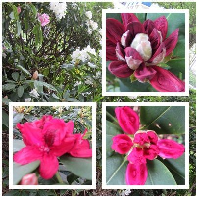 rhododendrons_1